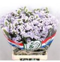 ΠΡΟΒΑΤΣΙΑ  ΛΙΛΑ  LIMONIUM ST. DONAU BIRDS